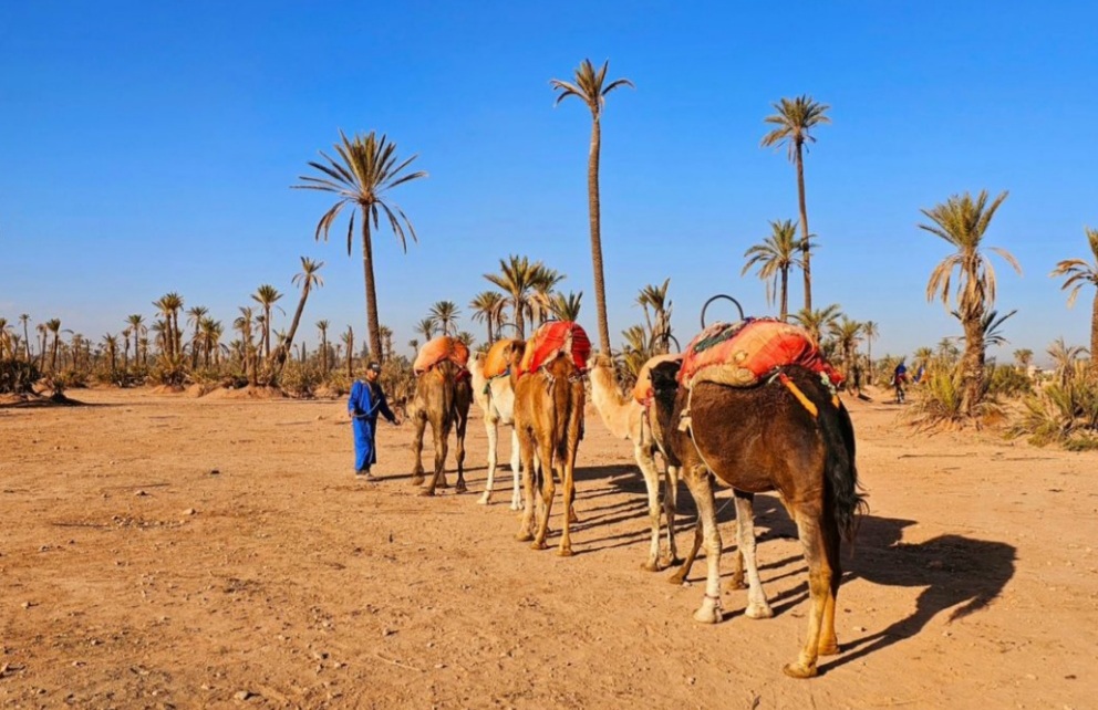 Dromadaire (Oasis Palmeraie)